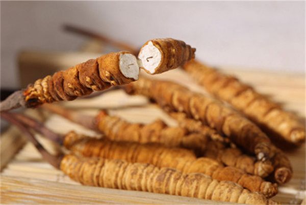 冬蟲(chóng)夏草怎么食用？冬蟲(chóng)夏草的食用指南