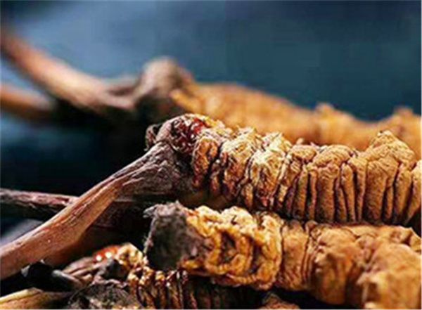 冬蟲夏草有什么好處？吃冬蟲夏草的好處及適用場合