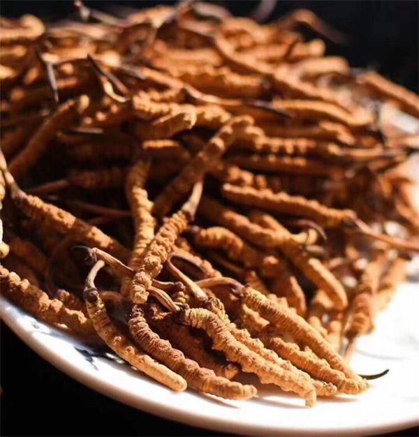 冬蟲夏草和什么一起吃效果好？冬蟲夏草的4種搭配食材