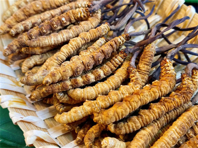 天然冬蟲夏草是怎么形成的？天然冬蟲夏草的形成過程