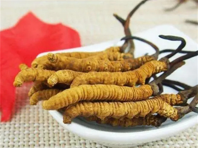 冬蟲(chóng)夏草怎么食用？冬蟲(chóng)夏草的4種食用方法