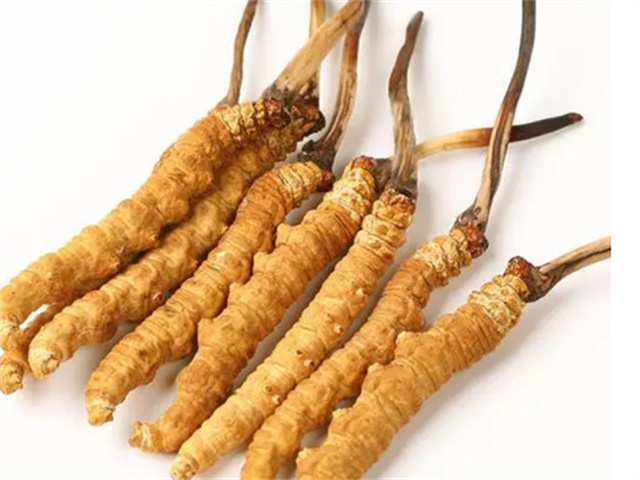 男人適合食用冬蟲夏草嗎？冬蟲夏草的藥用價值