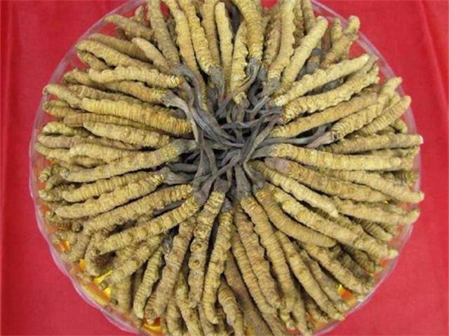 冬蟲(chóng)夏草價(jià)格一克多少錢(qián)？影響冬蟲(chóng)夏草價(jià)格的4個(gè)因素