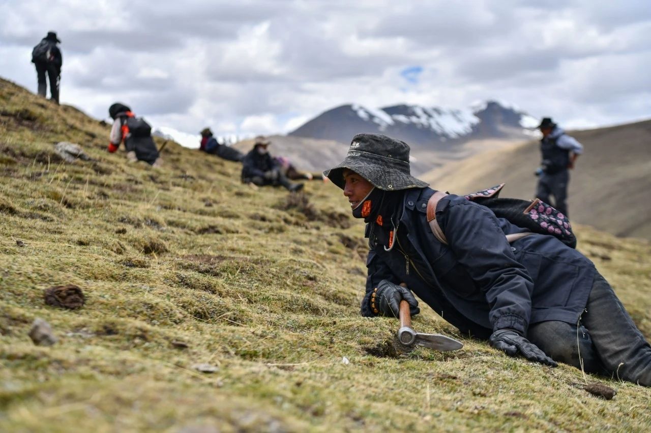 2.99萬公斤！那曲市冬蟲夏草產(chǎn)量創(chuàng)新高