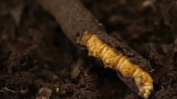 冬蟲夏草：高原之靈，健康之謎