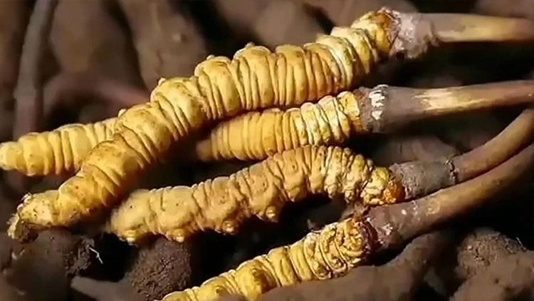  那曲蟲草市場亂象揭秘：如何避免買到假貨？