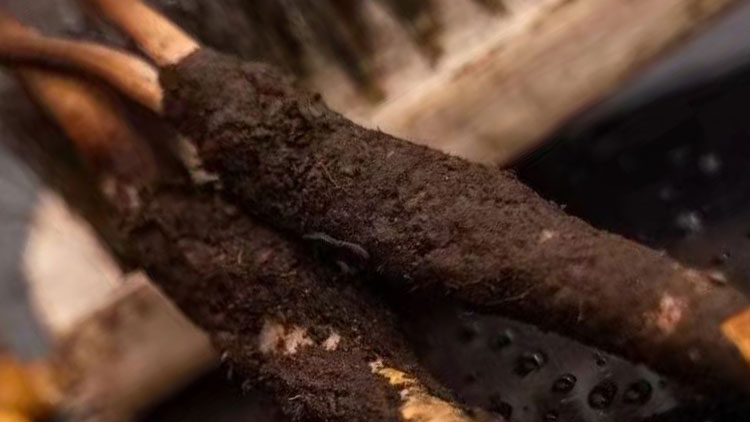 冬蟲(chóng)夏草干鮮選擇建議