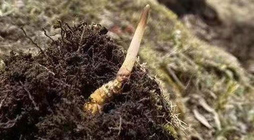  <a href=http://www.aikitbox.com/xinxian/ target=_blank class=infotextkey>鮮冬蟲夏草</a>的多樣食用方法