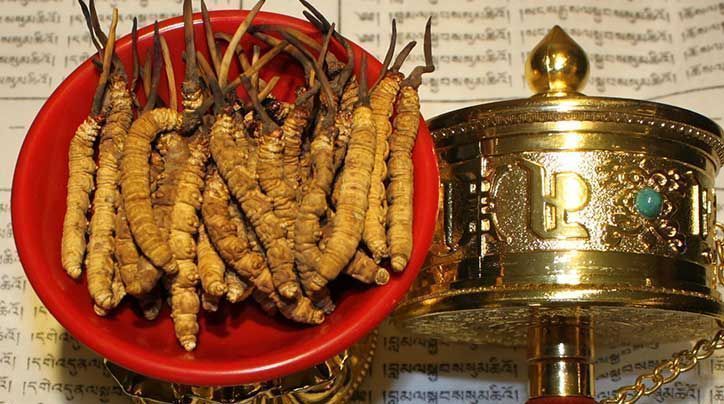 <a href=http://www.aikitbox.com/ target=_blank class=infotextkey>那曲<a href=http://www.aikitbox.com/ target=_blank class=infotextkey>冬蟲夏草</a></a>的有哪些藥用價值