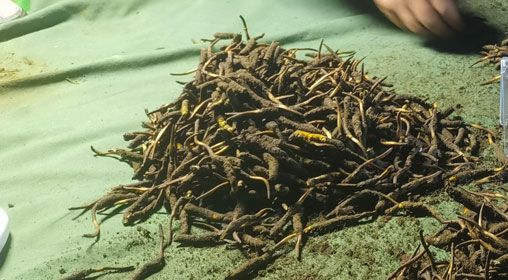 <a href=http://www.aikitbox.com/xinxian/ target=_blank class=infotextkey>鮮冬蟲夏草</a>的正確食用方法指南