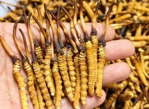 <a href=http://www.aikitbox.com/sdph/zcw/ target=_blank class=infotextkey>珍草王冬蟲夏草</a>是真的嗎？