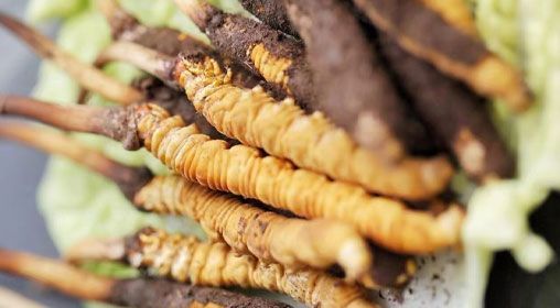 <a href=http://www.aikitbox.com/xinxian/ target=_blank class=infotextkey>鮮冬蟲(chóng)夏草</a>功效與食用方法詳解