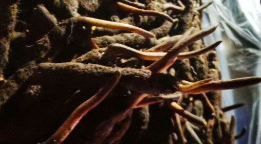 <a href=http://www.aikitbox.com/xinxian/ target=_blank class=infotextkey>新<a href=http://www.aikitbox.com/xinxian/ target=_blank class=infotextkey>鮮冬蟲(chóng)夏草</a></a>的多種食用方法