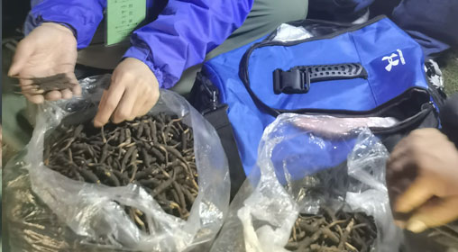 新鮮那曲蟲草多少錢一根？揭秘冬蟲夏草的價格密碼