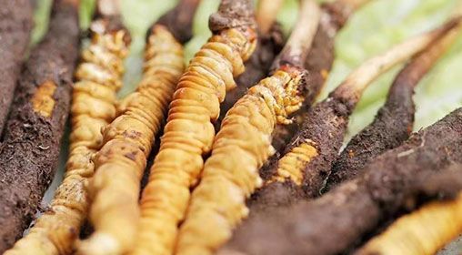 <a href=http://www.aikitbox.com/xinxian/ target=_blank class=infotextkey>新<a href=http://www.aikitbox.com/xinxian/ target=_blank class=infotextkey>鮮冬蟲夏草</a></a>怎么洗 