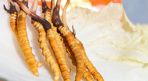 <a href=http://www.aikitbox.com/xinxian/ target=_blank class=infotextkey>新<a href=http://www.aikitbox.com/xinxian/ target=_blank class=infotextkey>鮮冬蟲(chóng)夏草</a></a>燉燕窩