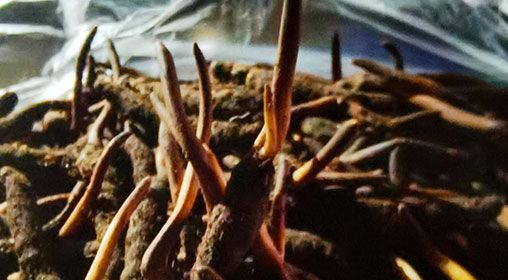 <a href=http://www.aikitbox.com/xinxian/ target=_blank class=infotextkey>新<a href=http://www.aikitbox.com/xinxian/ target=_blank class=infotextkey>鮮冬蟲夏草</a></a>營養(yǎng)有哪些呢