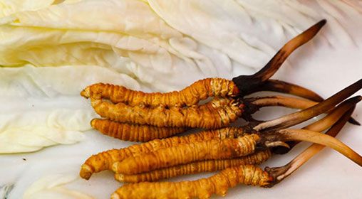 那曲雪域<a href=http://www.aikitbox.com/xinxian/ target=_blank class=infotextkey>新<a href=http://www.aikitbox.com/xinxian/ target=_blank class=infotextkey>鮮冬蟲夏草</a></a>