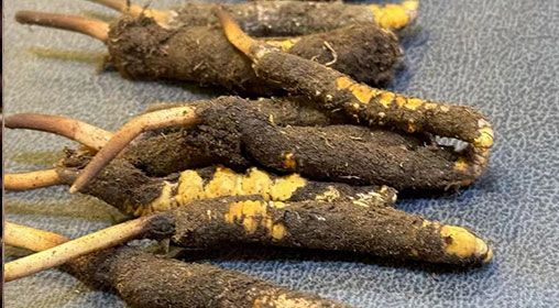 新鮮冬蟲夏草壞了：原因、識別與應(yīng)對策略