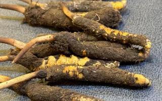 新鮮冬蟲夏草壞了：原因、識別與應(yīng)對策略