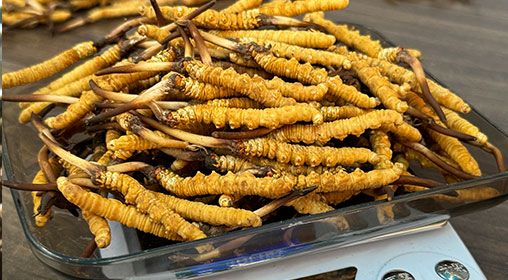 <a href=http://www.aikitbox.com/s/brxcc target=_blank class=infotextkey>比如縣冬蟲夏草</a>新鮮度