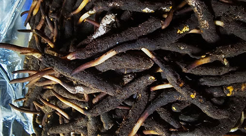 新鮮冬蟲夏草產地