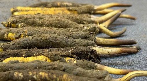 那曲<a href=http://www.aikitbox.com/xinxian/ target=_blank class=infotextkey>新<a href=http://www.aikitbox.com/xinxian/ target=_blank class=infotextkey>鮮冬蟲夏草</a></a>采摘