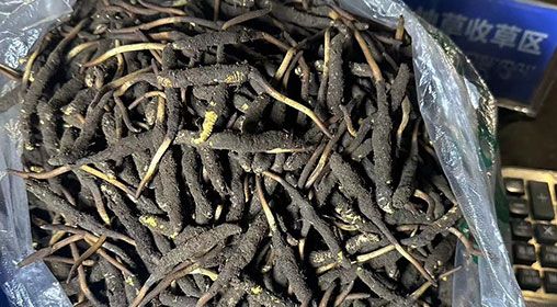 <a href=http://www.aikitbox.com/xinxian/ target=_blank class=infotextkey>新<a href=http://www.aikitbox.com/xinxian/ target=_blank class=infotextkey>鮮冬蟲夏草</a></a>出售