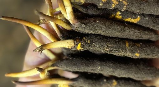 <a href=http://www.aikitbox.com/xinxian/ target=_blank class=infotextkey>新<a href=http://www.aikitbox.com/xinxian/ target=_blank class=infotextkey>鮮冬蟲夏草</a></a>晾曬 