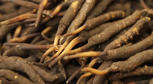 <a href=http://www.aikitbox.com/xinxian/ target=_blank class=infotextkey>新<a href=http://www.aikitbox.com/xinxian/ target=_blank class=infotextkey>鮮冬蟲夏草</a></a>品質