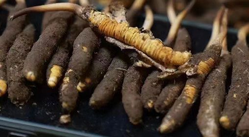 <a href=http://www.aikitbox.com/xinxian/ target=_blank class=infotextkey>新<a href=http://www.aikitbox.com/xinxian/ target=_blank class=infotextkey>鮮冬蟲夏草</a></a>發(fā)貨 