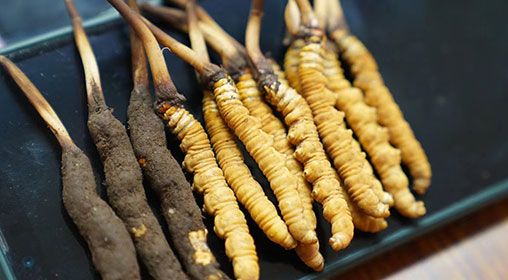 <a href=http://www.aikitbox.com/xinxian/ target=_blank class=infotextkey>新<a href=http://www.aikitbox.com/xinxian/ target=_blank class=infotextkey>鮮冬蟲夏草</a></a>做菜 