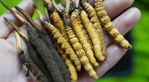 <a href=http://www.aikitbox.com/xinxian/ target=_blank class=infotextkey>新<a href=http://www.aikitbox.com/xinxian/ target=_blank class=infotextkey>鮮冬蟲夏草</a></a>服用