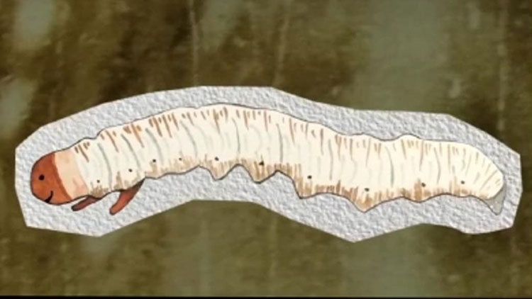 蟲(chóng)草的種類(lèi)大全：探秘真菌界的奇妙世界