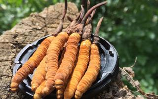 蟲草是什么？揭秘“軟黃金”的奧秘