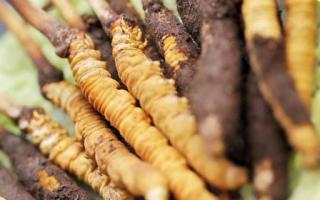 如何鑒別真假蟲草？教你幾招！