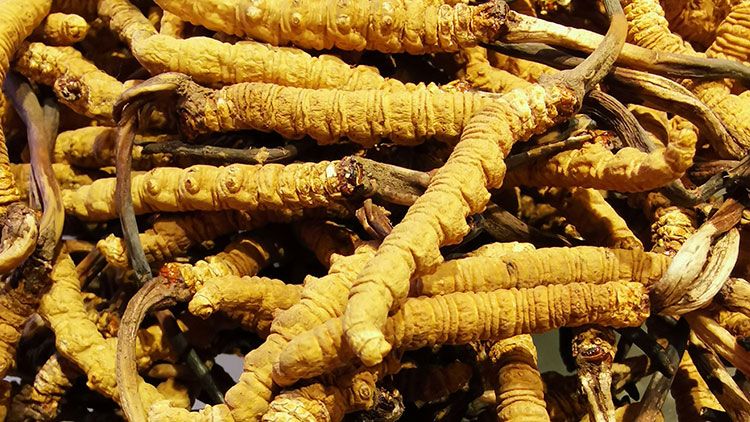 冬蟲夏草是什么味道？揭秘“軟黃金”的獨(dú)特風(fēng)味