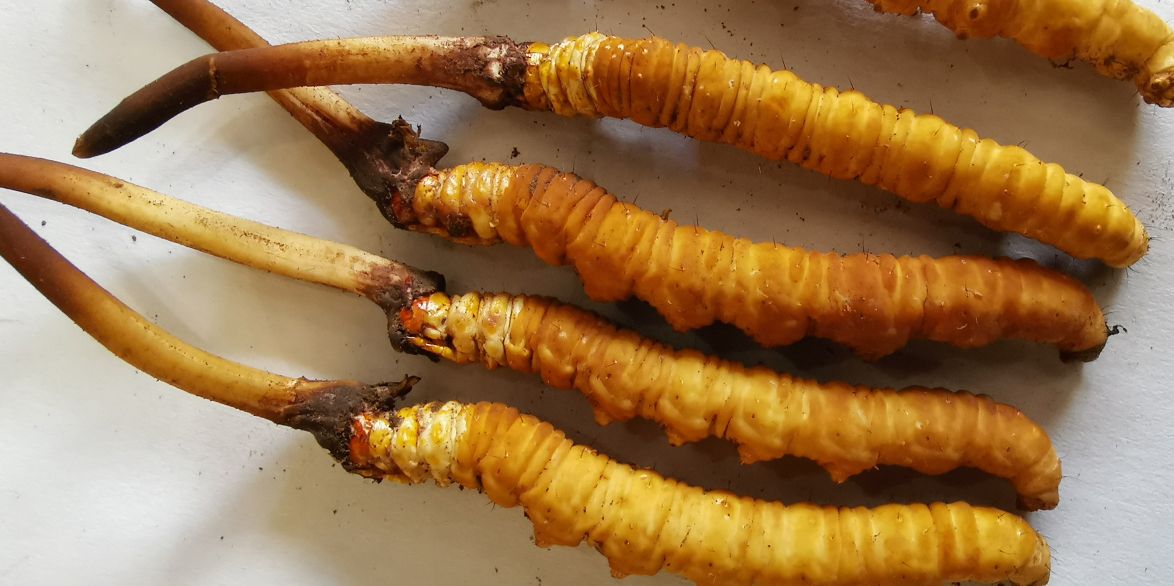 冬蟲夏草泡酒最佳配方：滋補(bǔ)養(yǎng)生，強(qiáng)身健體