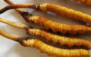 冬蟲夏草泡酒最佳配方：滋補(bǔ)養(yǎng)生，強(qiáng)身健體