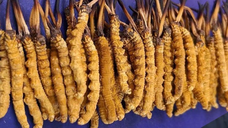 冬蟲夏草服用注意事項：科學(xué)進(jìn)補(bǔ)指南