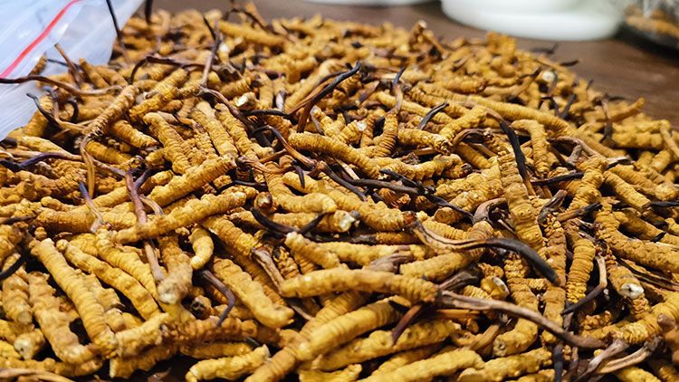 深圳<a href=http://www.aikitbox.com/zhengce/ target=_blank class=infotextkey>冬蟲夏草交易</a>市場：南中國蟲草貿(mào)易的黃金樞紐