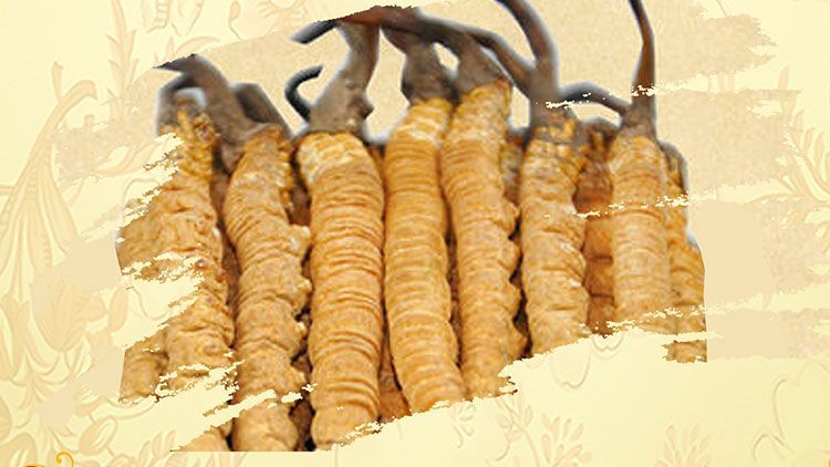 冬蟲夏草御寒效果好嗎？科學(xué)解讀其抗寒機(jī)制