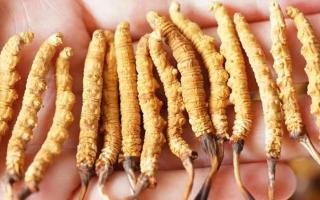 冬蟲夏草：自然界的陰陽(yáng)調(diào)和大師