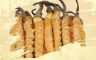 冬蟲夏草御寒效果好嗎？科學(xué)解讀其抗寒機(jī)制