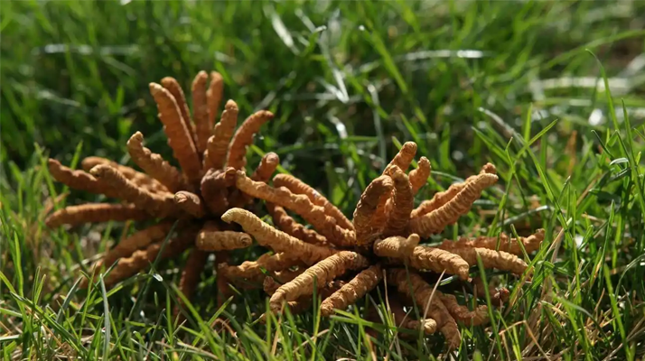 回收<a href=http://www.aikitbox.com/jiage/ target=_blank class=infotextkey>冬蟲夏草多少錢</a>