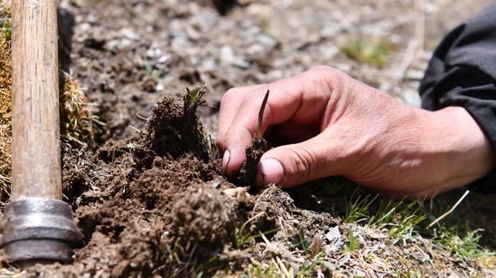 冬蟲(chóng)夏草最佳交易時(shí)間