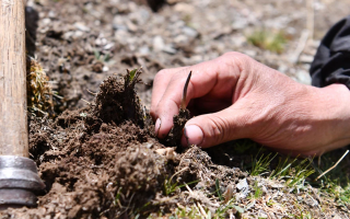 冬蟲(chóng)夏草最佳交易時(shí)間