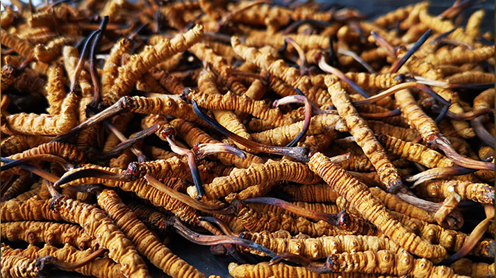 <a href=http://www.aikitbox.com/xinxian/ target=_blank class=infotextkey>新<a href=http://www.aikitbox.com/xinxian/ target=_blank class=infotextkey>鮮冬蟲夏草</a></a>曬干全攻略：留住營(yíng)養(yǎng)的科學(xué)方法