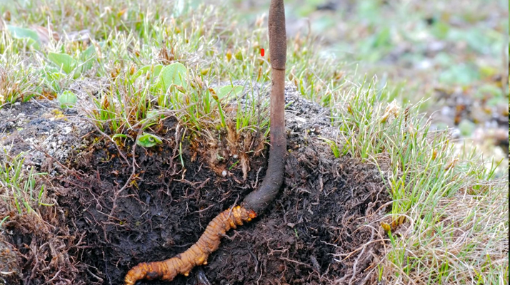 新鮮冬蟲夏草辨別指南：四招識破真?zhèn)蝺?yōu)劣