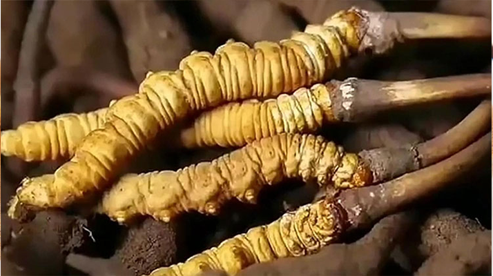 冬蟲(chóng)夏草鮮草冷凍保存全指南：鎖住營(yíng)養(yǎng)，延長(zhǎng)鮮美